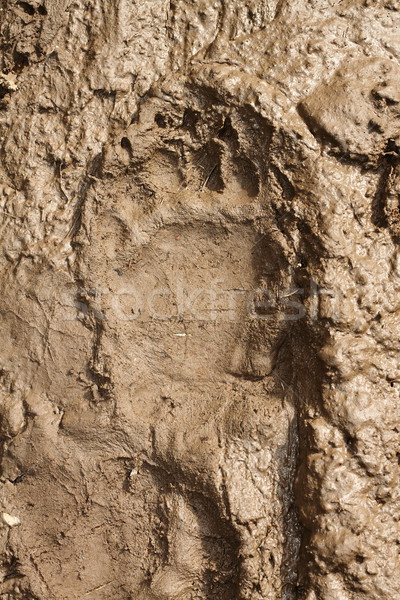 Nagy barnamedve lábnyom sár felirat láb Stock fotó © taviphoto