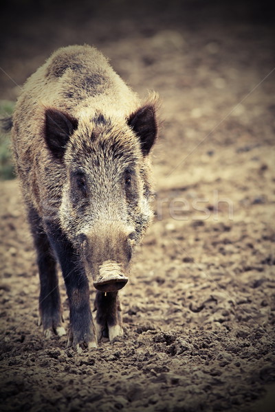 big wild boar looking at camera Stock photo © taviphoto