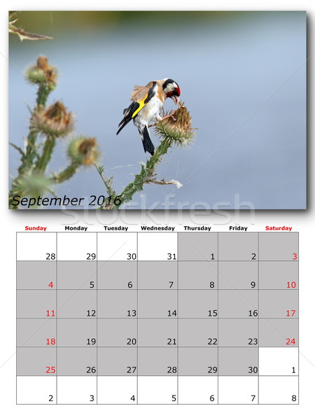 garden birds calendar  september 2016 Stock photo © taviphoto