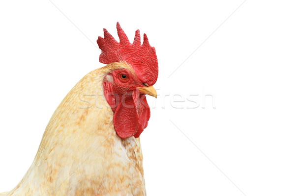 isolated portrait of white rooster Stock photo © taviphoto
