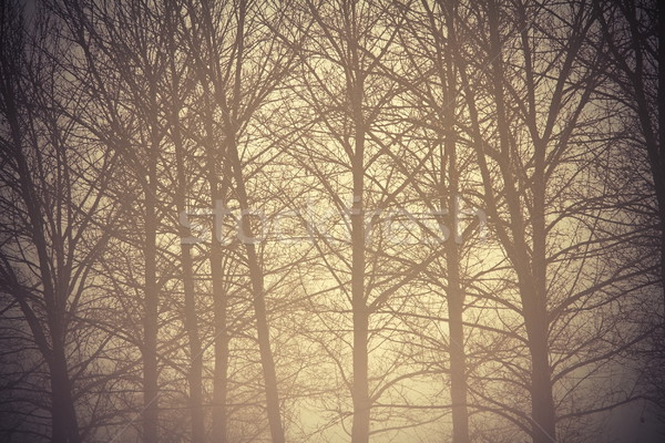 Vászonkép, Kilátás ködös erdőre, x75 cm méretben - tapeta