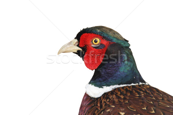 Geïsoleerd portret haan natuur vogel veer Stockfoto © taviphoto