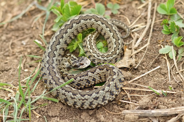élőhely európai kígyó magyar legelő természet Stock fotó © taviphoto