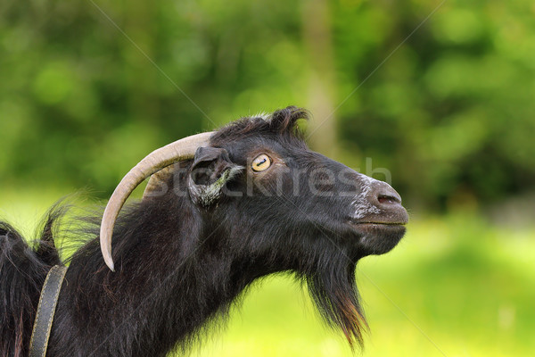 black bearded goat portrait Stock photo © taviphoto