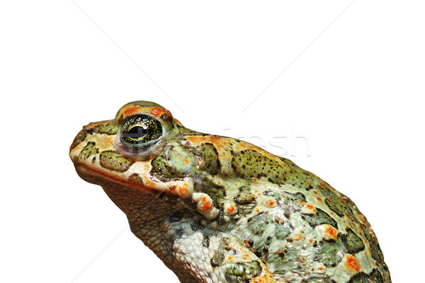 profile of isolated european green toad Stock photo © taviphoto