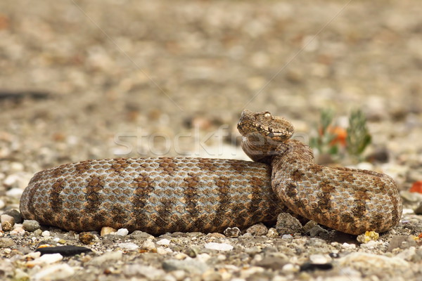 dangerous viper ready to strike Stock photo © taviphoto