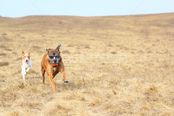 Stock photo: dogs coming with a ball