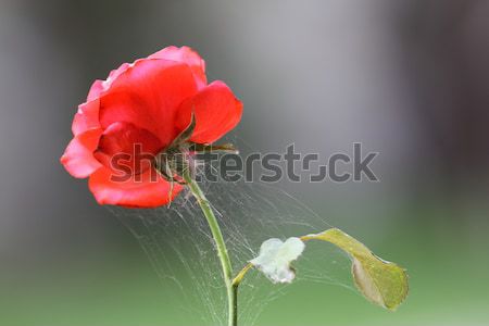 Stock photo: spider net on red rose