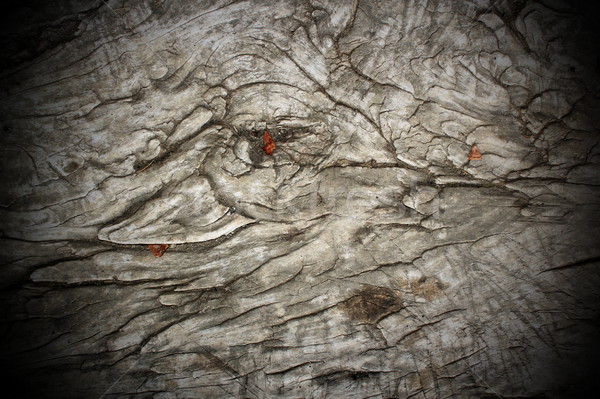 antique wood pattern Stock photo © taviphoto
