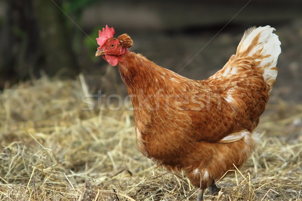 Interessant Henne Bauernhof Suche Essen Huhn Stock foto © taviphoto