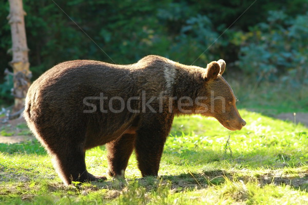 смешные несут поляна Бурый медведь изображение Сток-фото © taviphoto