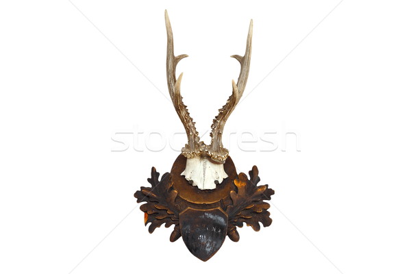 roebuck hunting trophy Stock photo © taviphoto