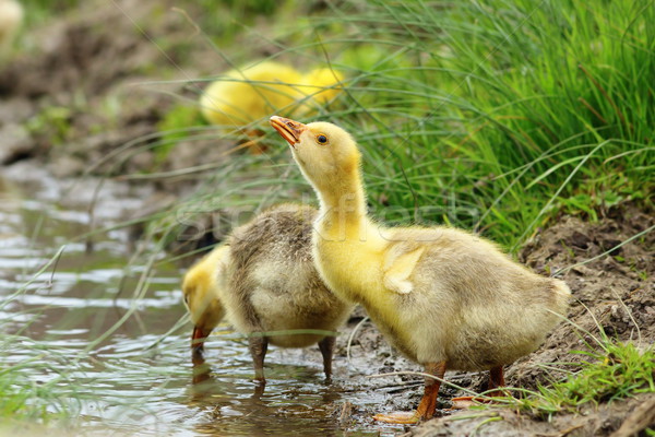 Stock photo: gosling near a pond