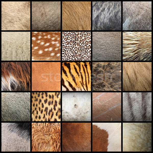 Groot collectie dier bont texturen klaar Stockfoto © taviphoto
