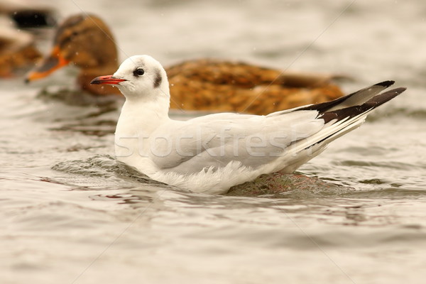 juvenile black headed gull on water Stock photo © taviphoto