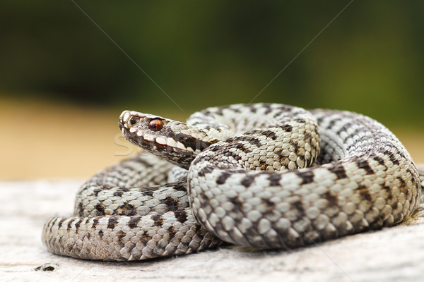 beautiful common crossed viper basking on wood stump Stock photo © taviphoto