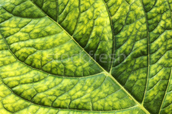 detailed surface of hortensia leaf Stock photo © taviphoto