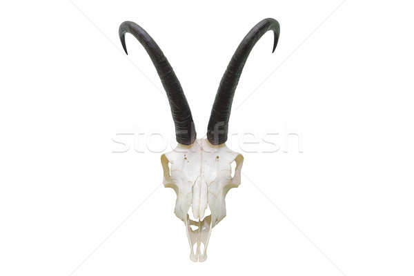 Stock photo: isolated chamois hunting trophy