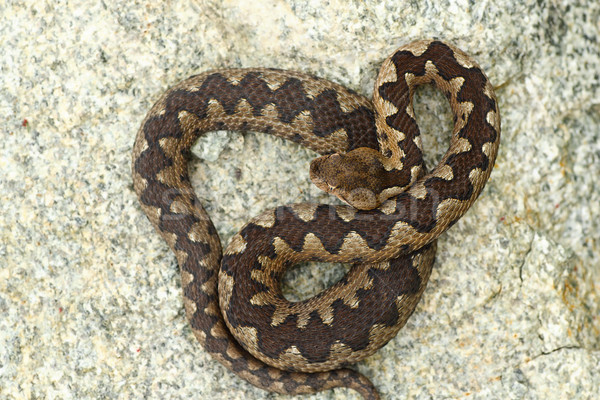 poisonous viper in natural habitat Stock photo © taviphoto