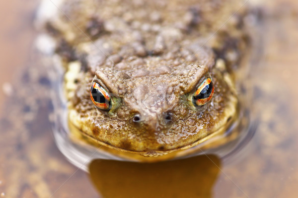 portrait of common brown toad in water Stock photo © taviphoto
