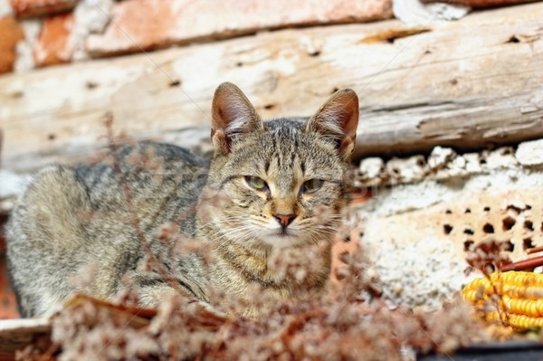 Frumos kitty pisică în picioare abandonat casă Imagine de stoc © taviphoto