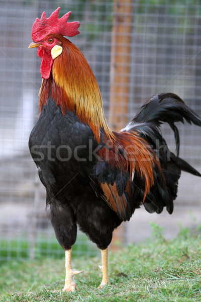 big rooster in the grass Stock photo © taviphoto