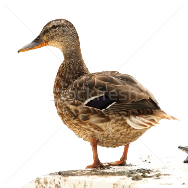 isolated mallard duck standing on a boat Stock photo © taviphoto