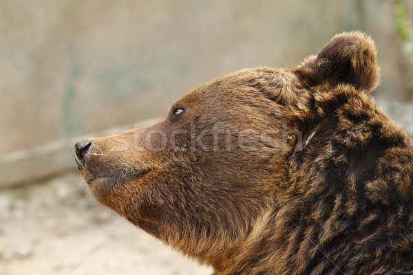 Zdjęcia stock: Europejski · niedźwiedź · brunatny · lasu · głowie · niebezpieczeństwo