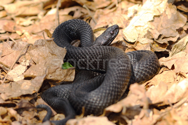 melanistic nikolskii adder Stock photo © taviphoto