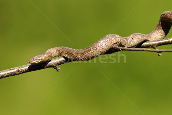 Foto d'archivio: Serpente · climbing · verde · fuori · focus