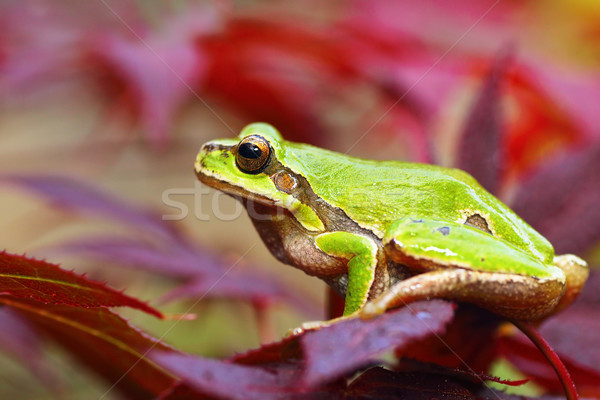 european green tree frog on leafs Stock photo © taviphoto