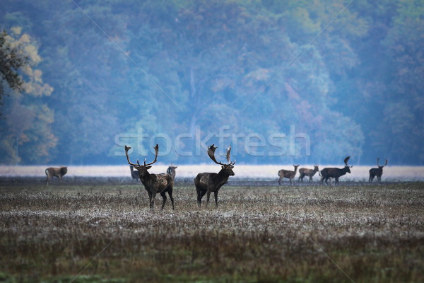 fallow deers in mating season, morning image Stock photo © taviphoto
