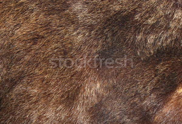 brown bear fur texture Stock photo © taviphoto