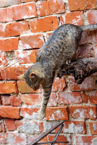 cat showing good balance Stock photo © taviphoto