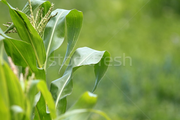 maize plant Stock photo © taviphoto