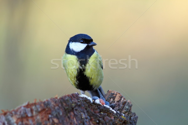 Groot tit voedsel winterseizoen hout bos Stockfoto © taviphoto