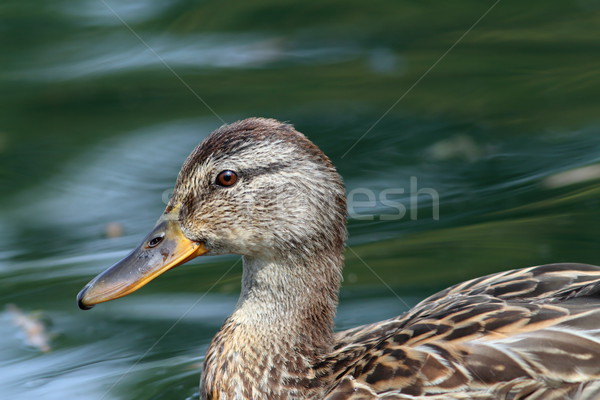 profile of a female mallard duck Stock photo © taviphoto