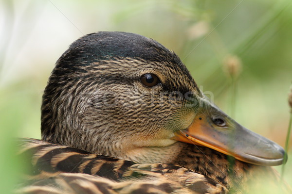 closeup portrait of a mallard duck Stock photo © taviphoto