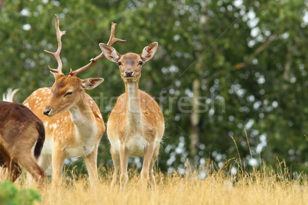 male and female fallow deers Stock photo © taviphoto