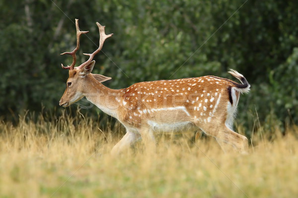 fallow deer stag walking on clearing Stock photo © taviphoto
