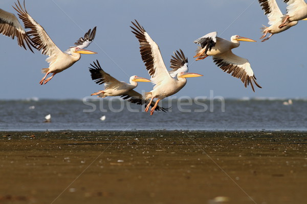 飛行 海 性質 鳥 商業照片 © taviphoto