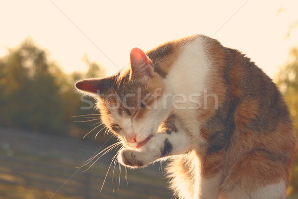 Pisica domestica epocă efect spălat picior imagine Imagine de stoc © taviphoto