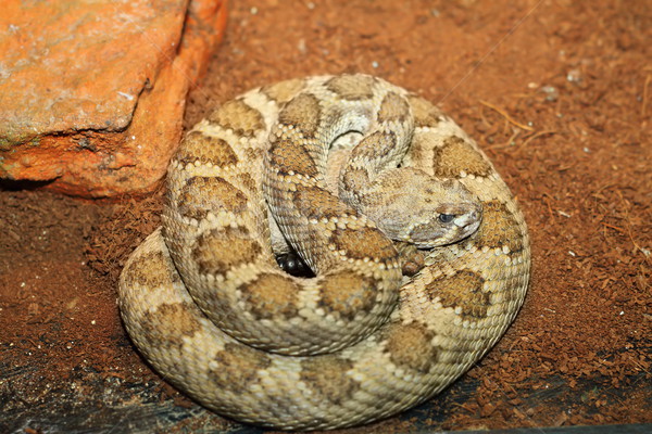 western rattlesnake basking in terrarium Stock photo © taviphoto