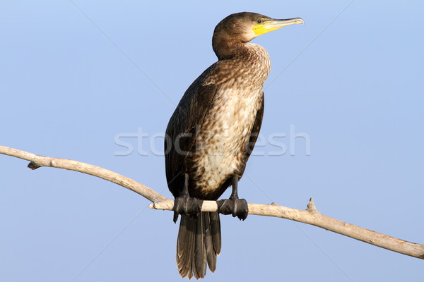 Stock photo: great cormorant on branch