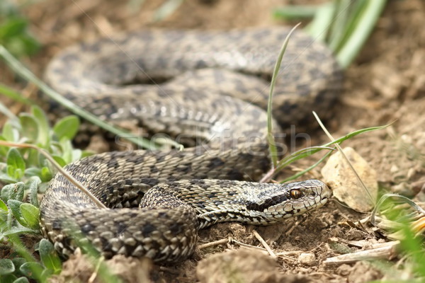 Homme prairie naturelles habitat serpent Europe Photo stock © taviphoto