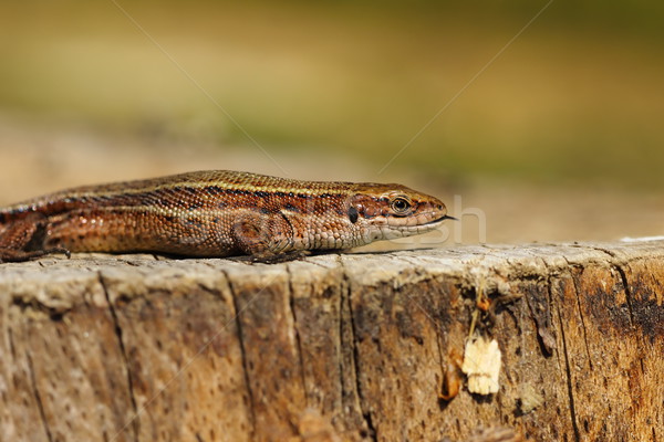 Zootoca vivipara on tree stump Stock photo © taviphoto