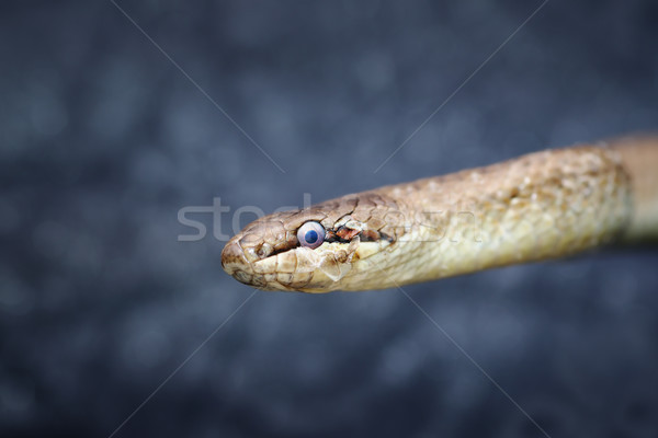 abstract portrait of european common smooth snake Stock photo © taviphoto