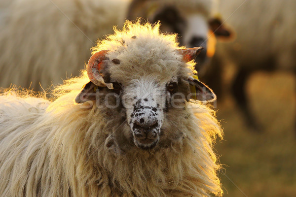 Stock foto: Porträt · Widder · Bauernhof · Bild · Wiese · Morgengrauen