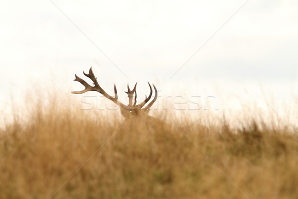 red deer big trophy Stock photo © taviphoto