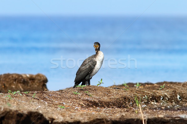 Stock photo: great cormorant standing on floating reed islet